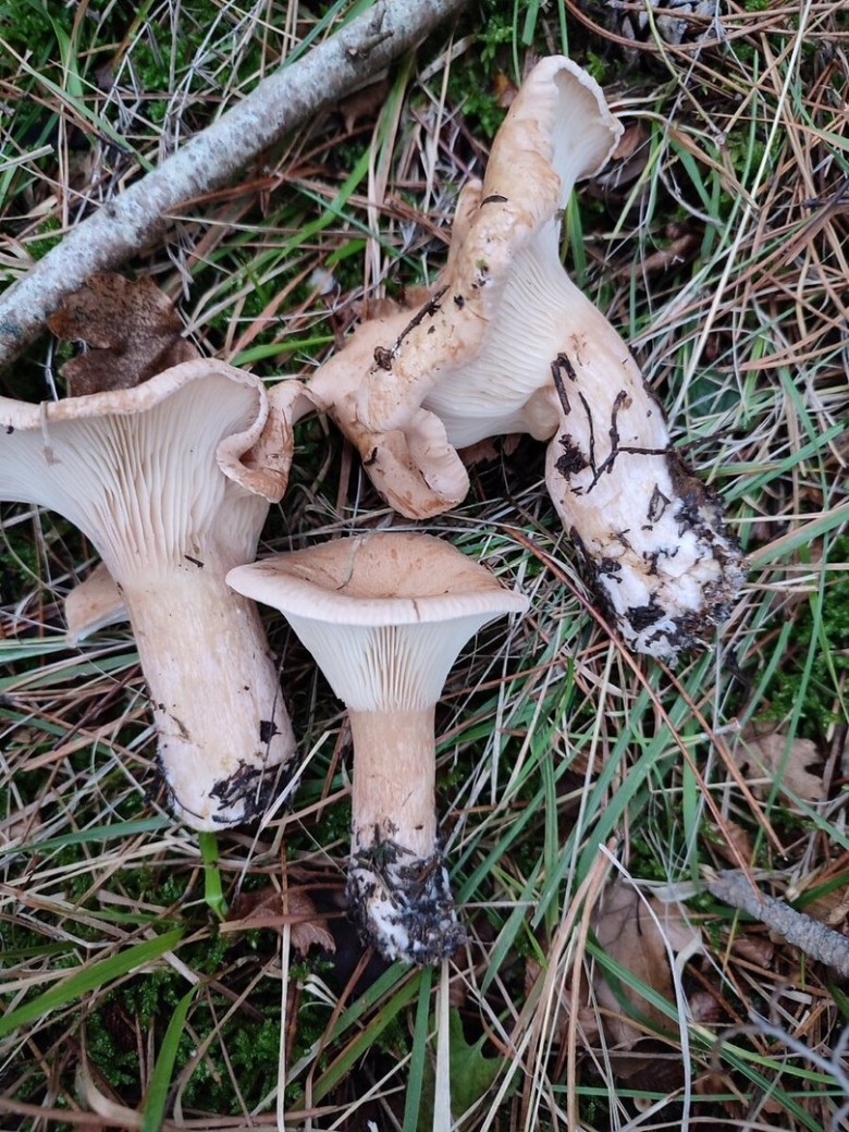 Говорушка ворончатая белая