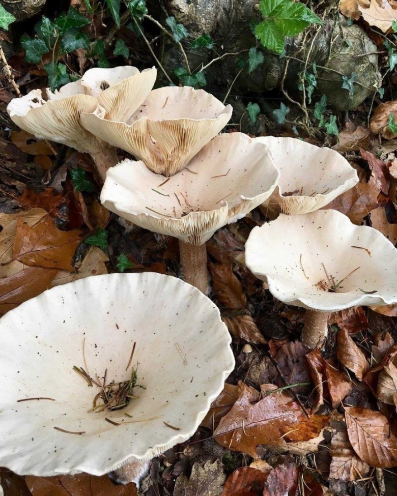 Говорушка подогнутая Infundibulicybe geotropa