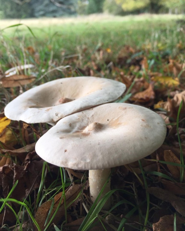 Говорушка восковатая гриб