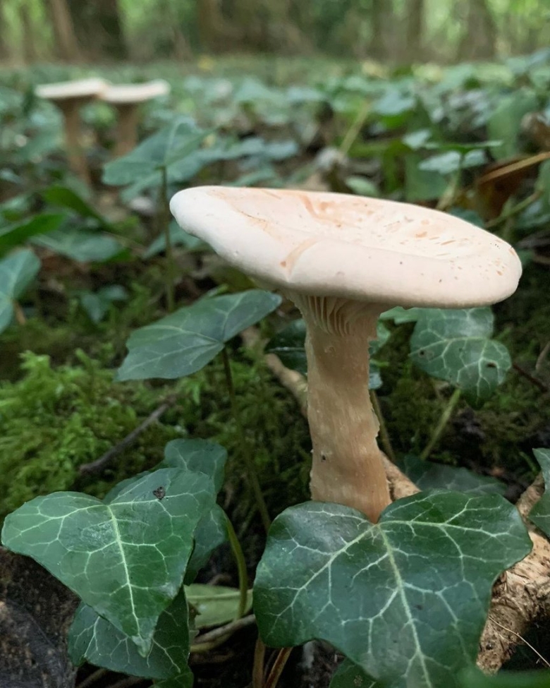 Yговорушка восковатая