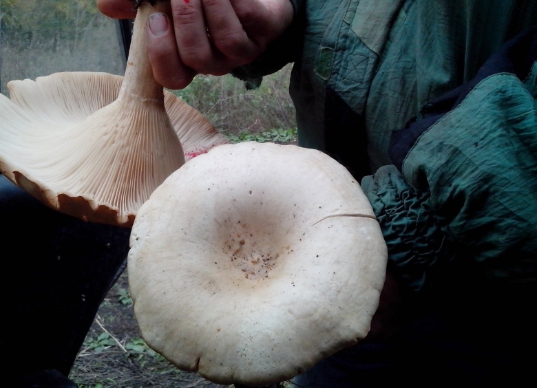 Млечник серо розовый lactarius helvus