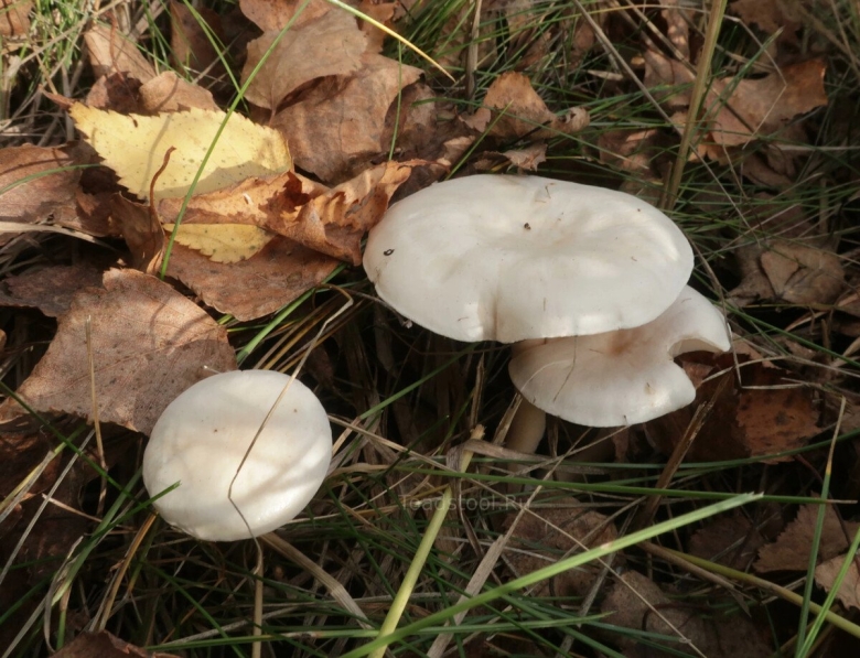 Говорушка воронковидная гриб