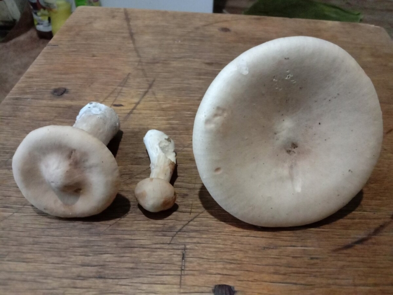 Говорушка подогнутая Infundibulicybe geotropa