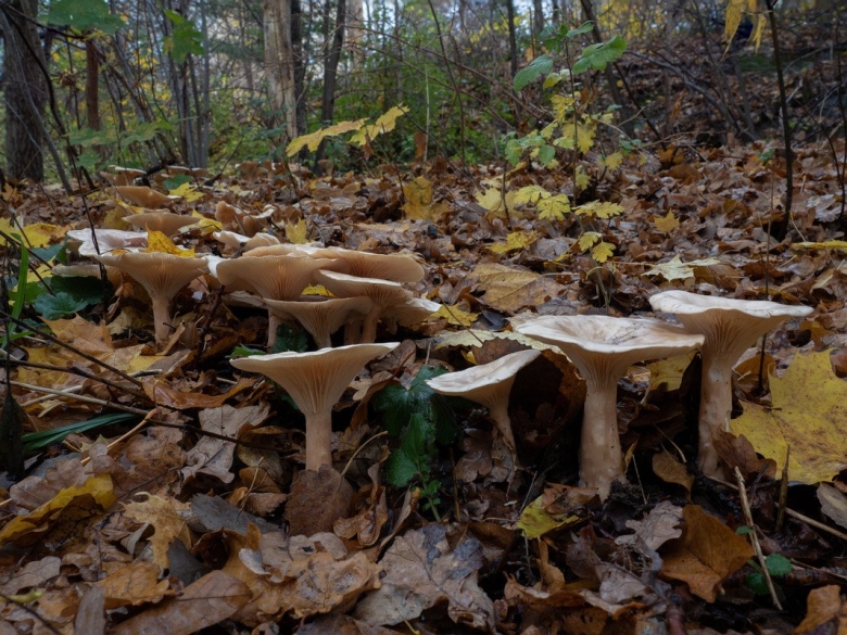 Говорушка подогнутая infundibulicybe geotropa