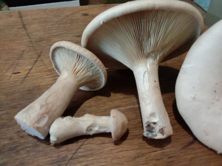 Говорушка подогнутая Infundibulicybe geotropa