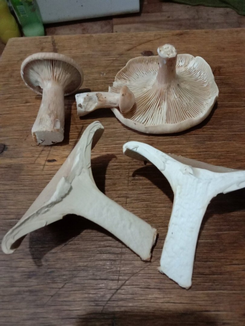 Говорушка подогнутая Infundibulicybe geotropa