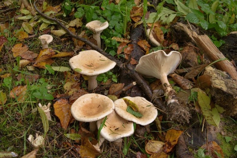 Говорушка восковатая