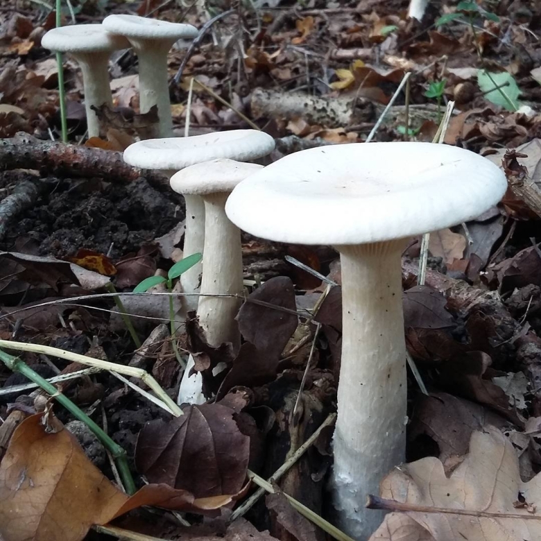 Говорушка восковатая гриб