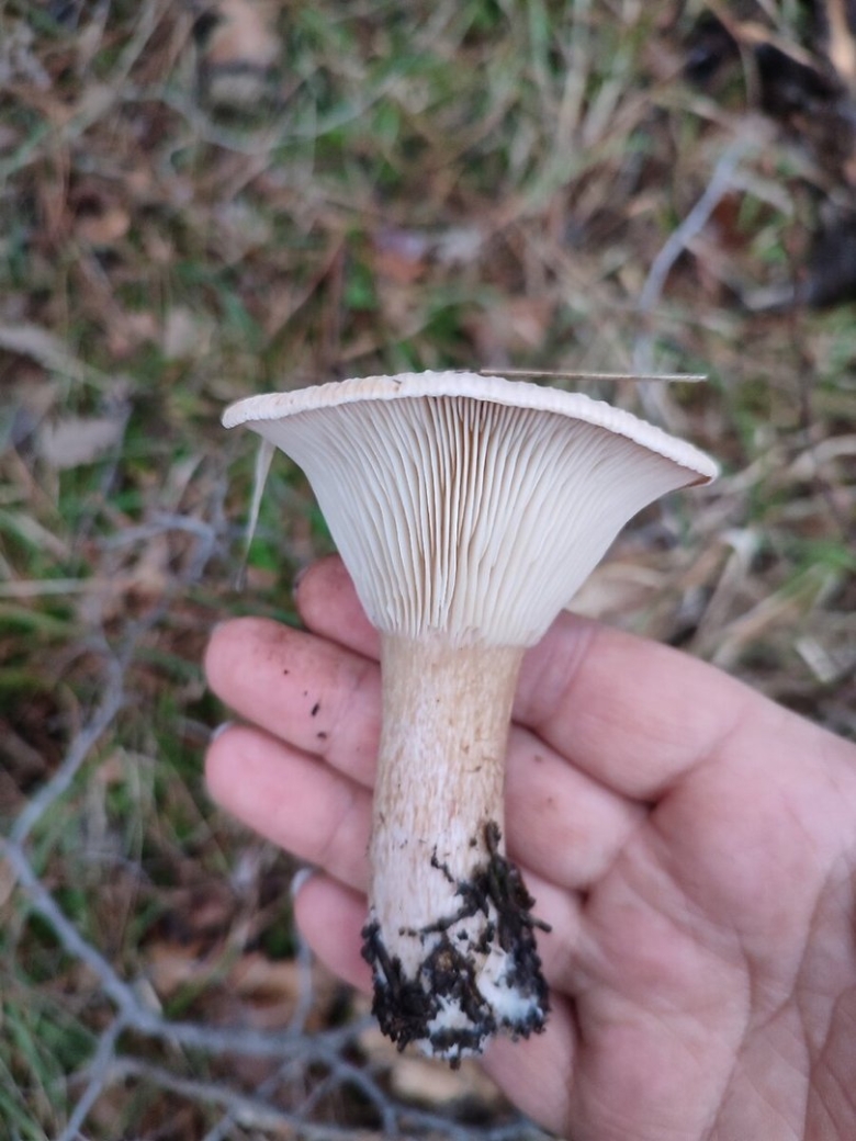 Лисичка горбатая