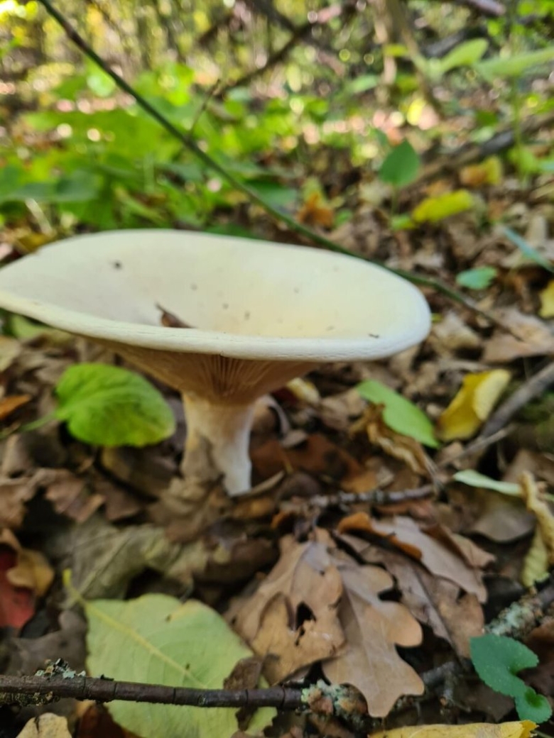 Говорушка гигантская гриб