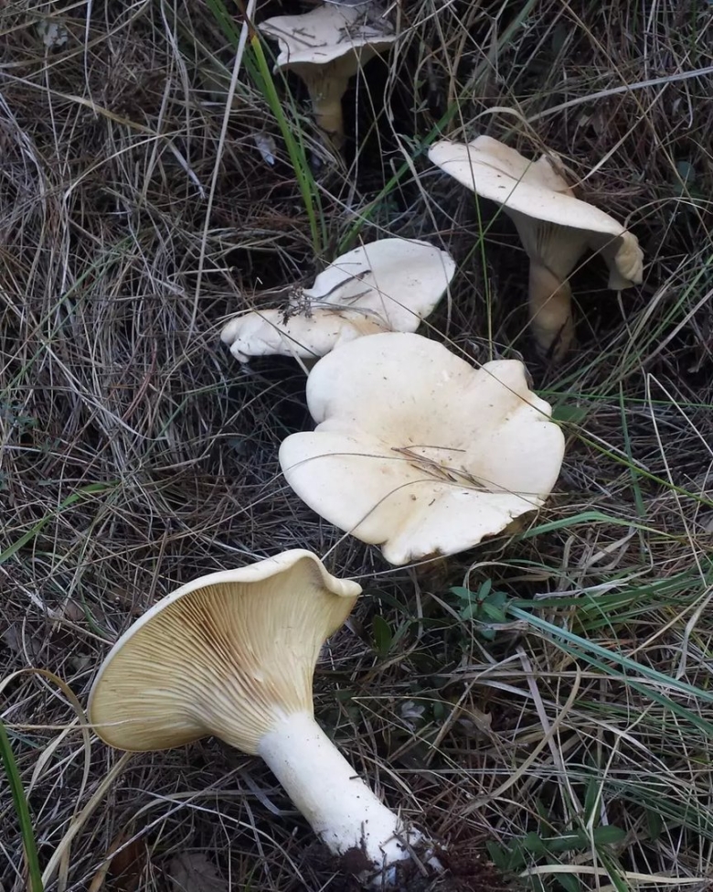 Говорушка дымчатая гигантская