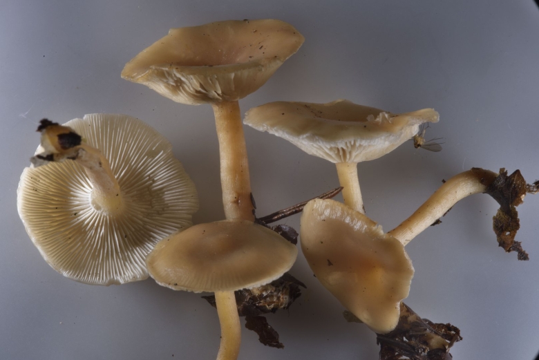 Говорушка гриб съедобный