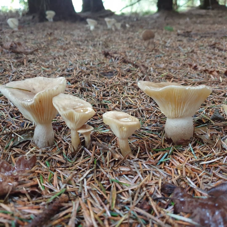 Говорушка булавоногая ampulloclitocybe clavipes