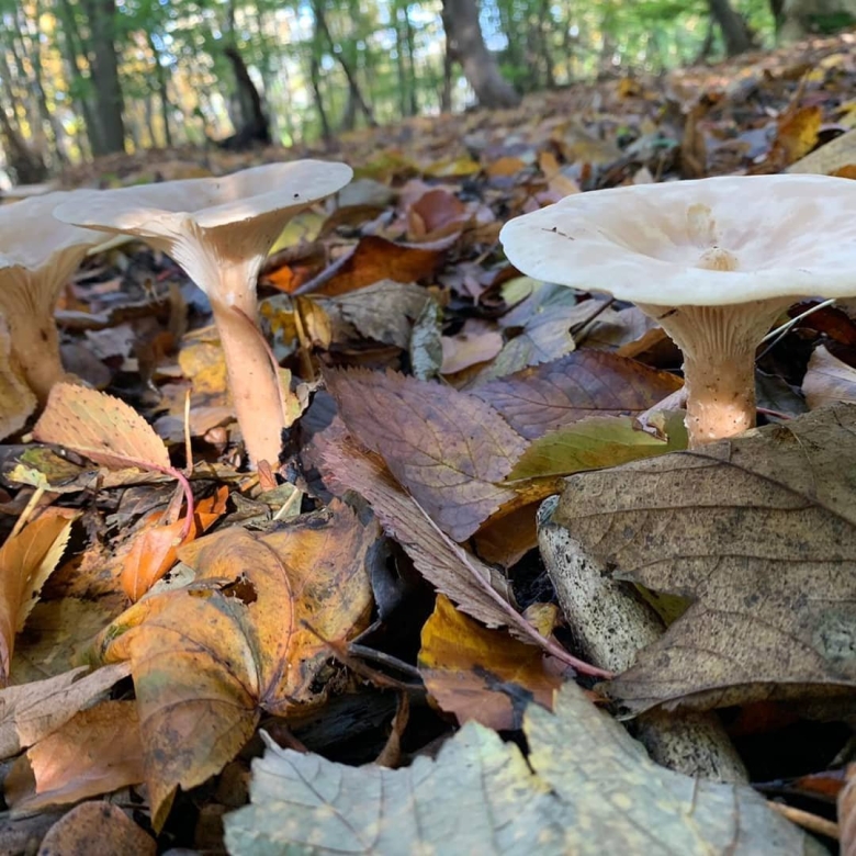 Говорушка подогнутая infundibulicybe geotropa
