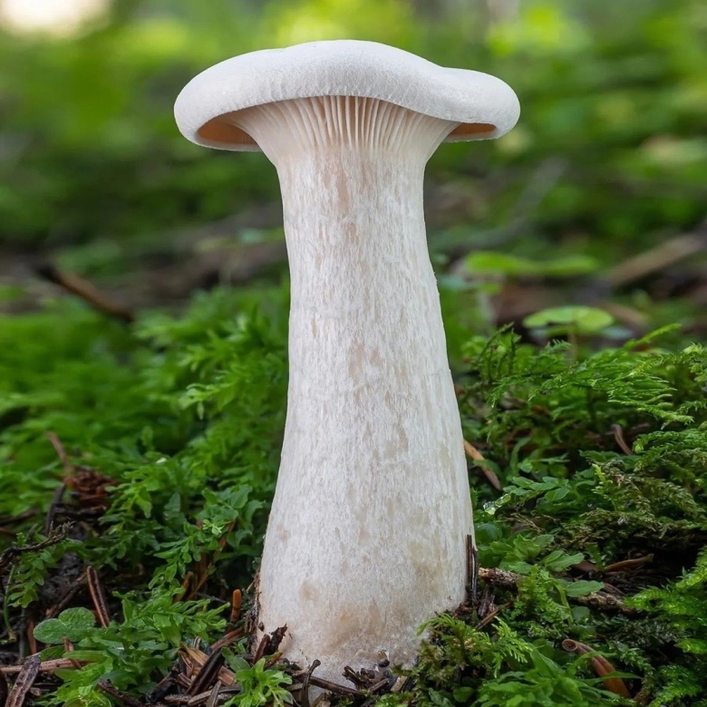 Дымчатая говорушка clitocybe nebularis