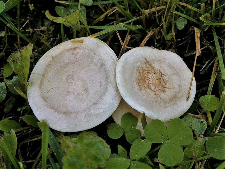 Грибы говорушки луговые