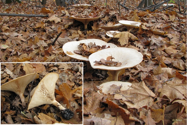 Говорушка бледноокрашенная