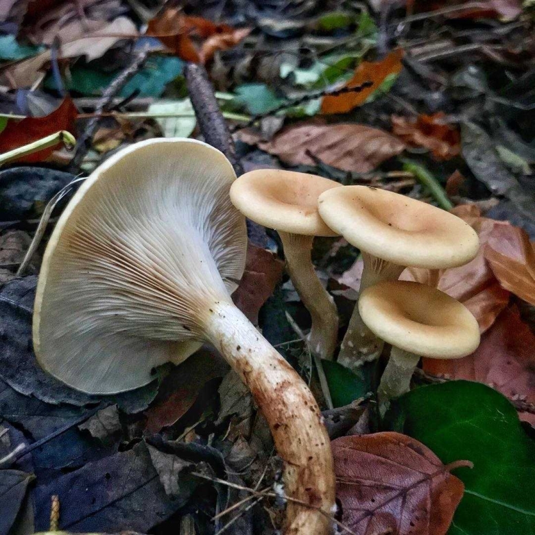 Говорушка ворончатая