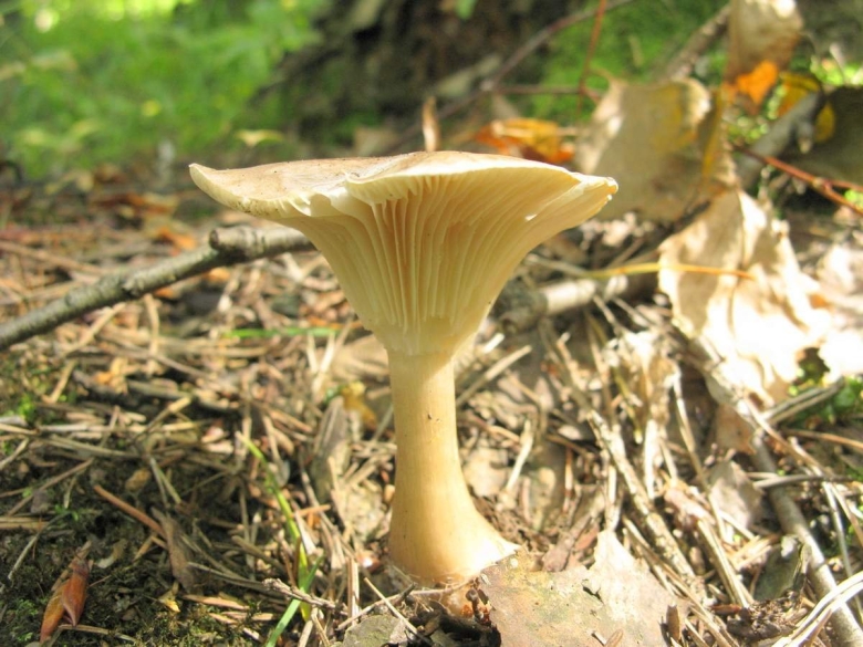 Говорушка ворончатая clitocybe gibba