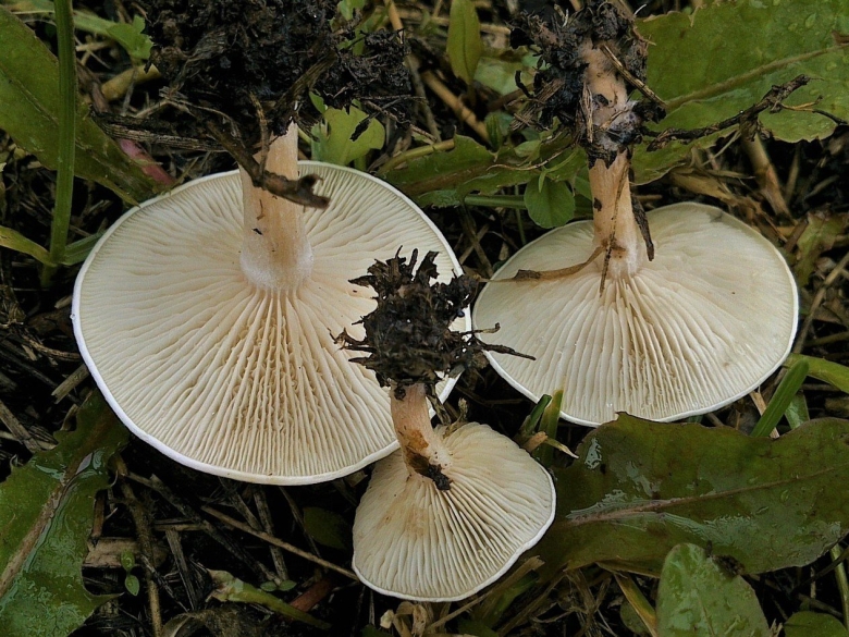 Clitocybe geotropa f. alba