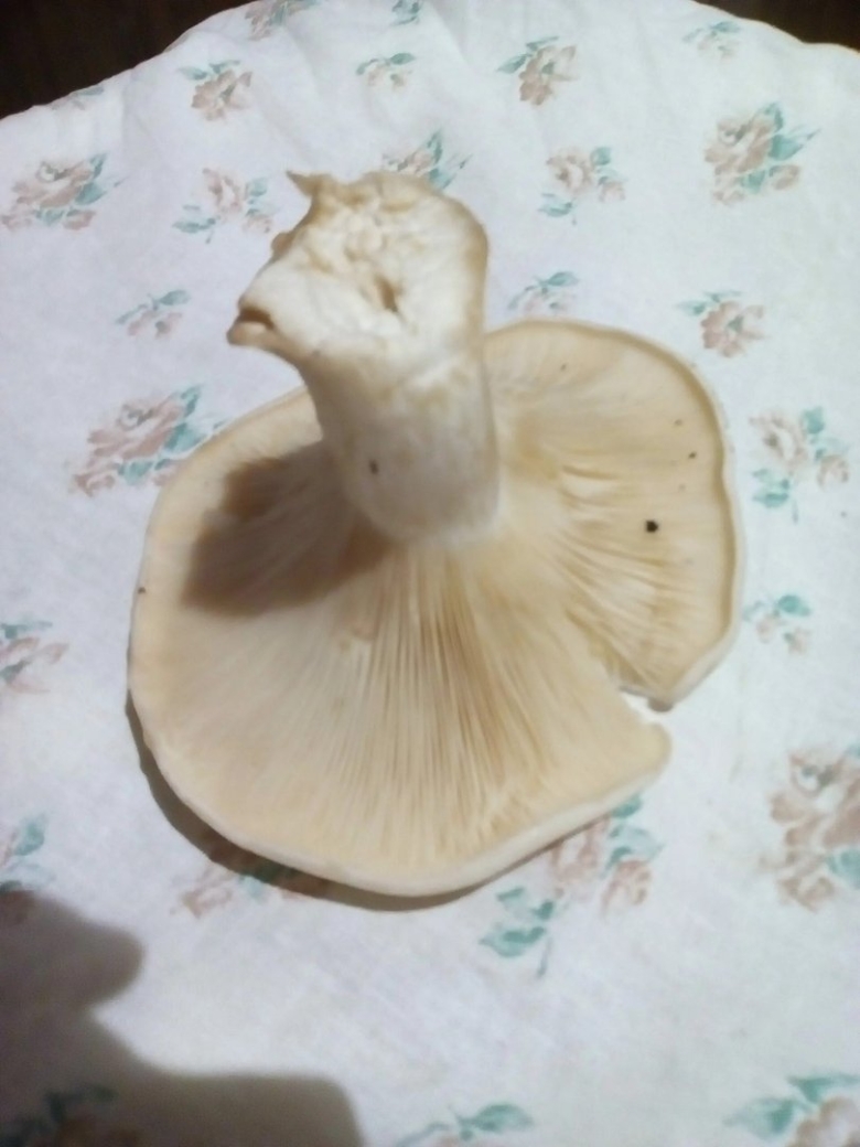 Говорушка подогнутая clitocybe geotropa