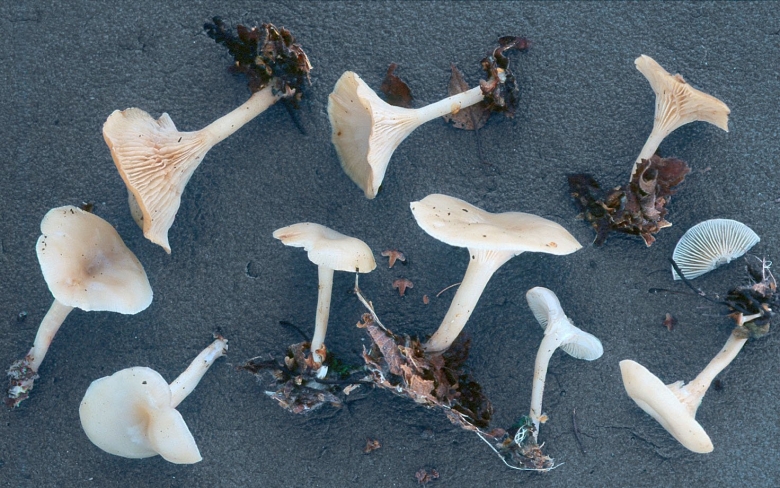 Говорушка блюдцевидная (clitocybe catinus)