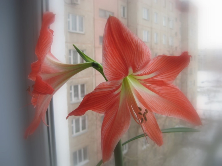 Китайская Лилия комнатное растение