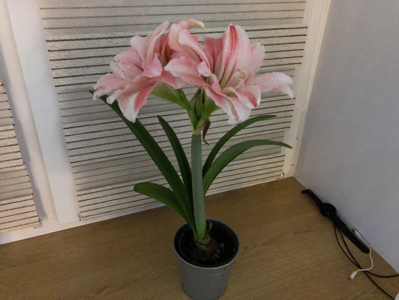 Гиппеаструм амариллис
