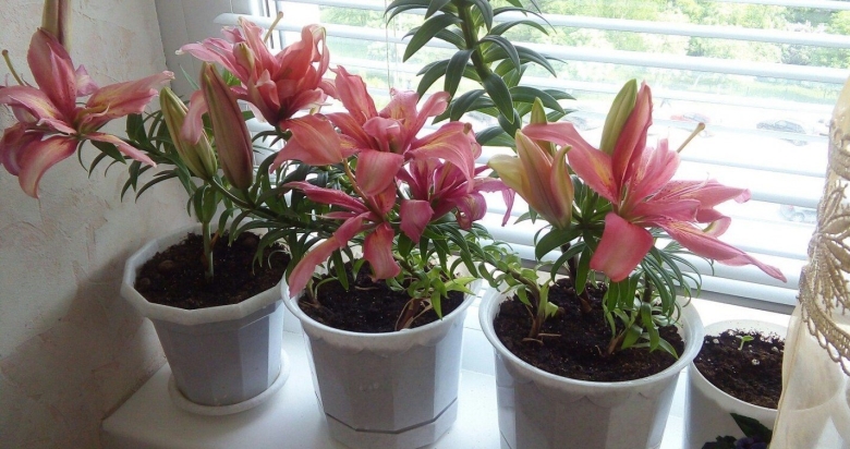 Лилия Деметра азиатская микс