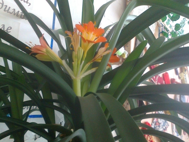 Комнатное растение кливия