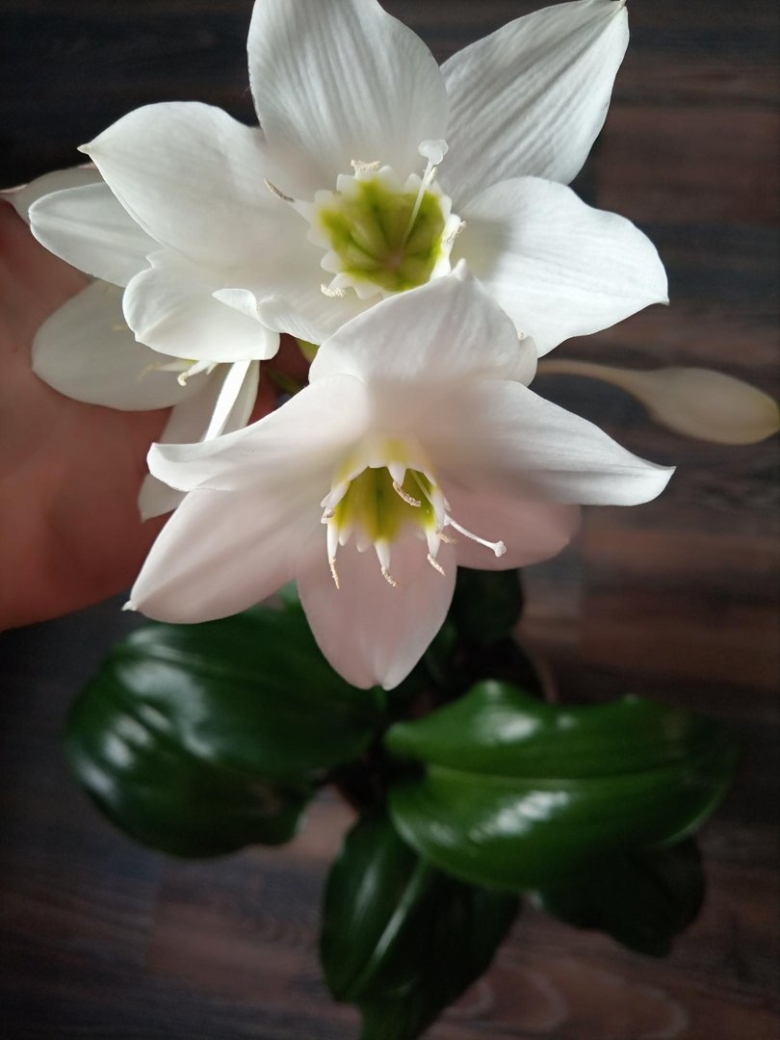 Эухарис Амазонская Лилия