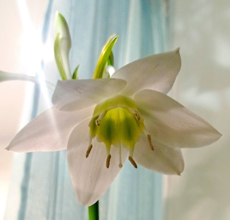 Луковичное комнатное растение