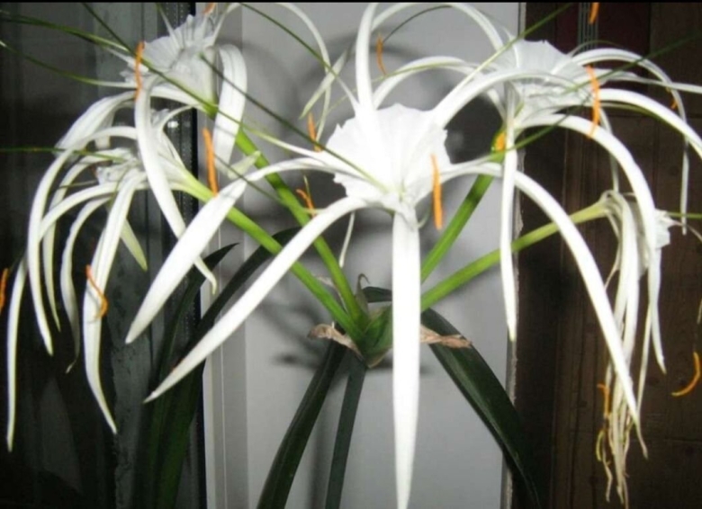 Цветок Гименокаллис Карибский