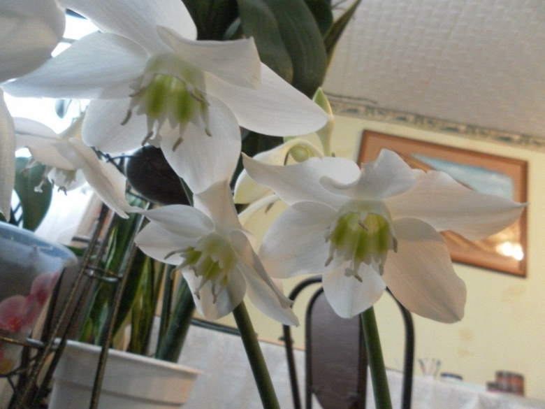 Эухарис амазонский