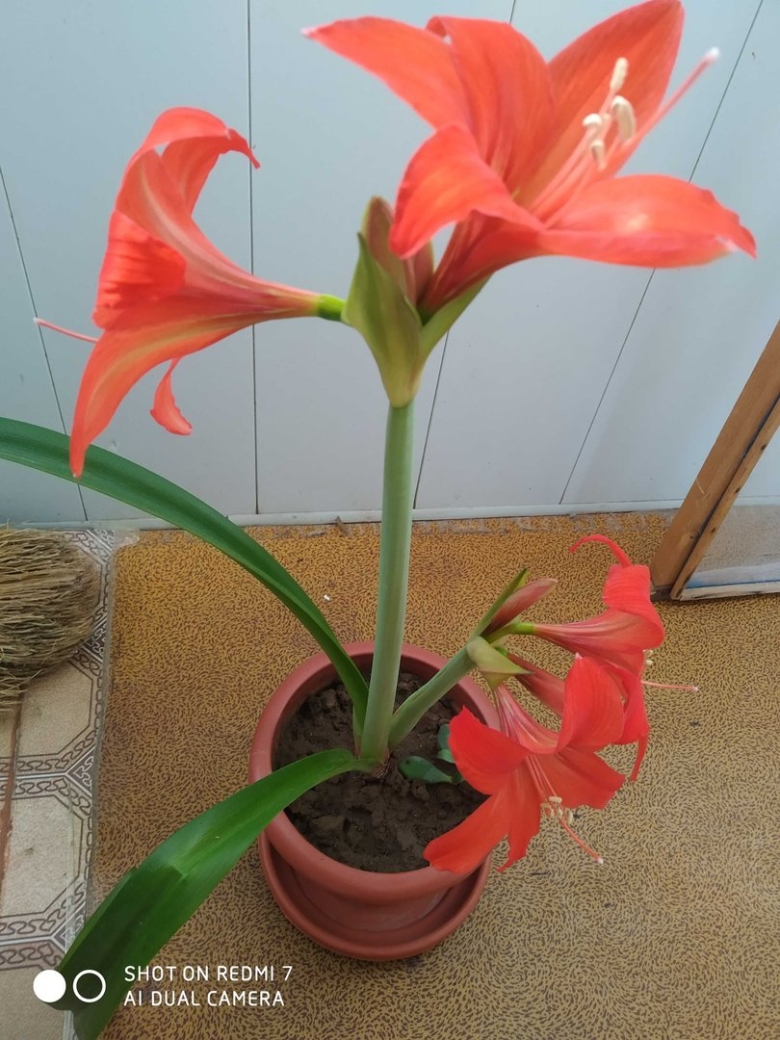 Лилия домашняя фото