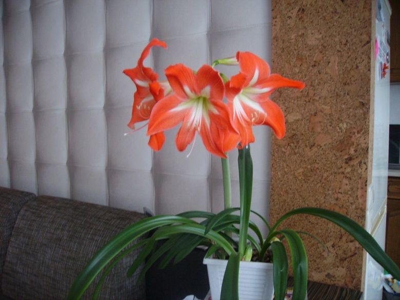 Гиппеаструм амариллис оранжевый