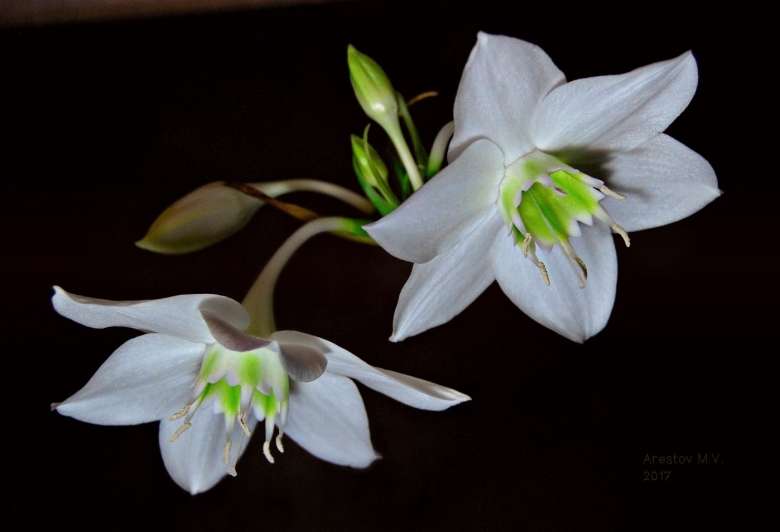 Эухарис цветок