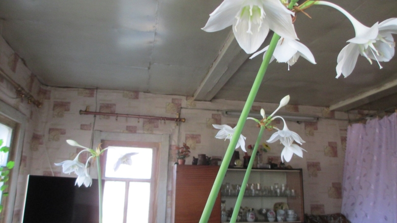 Эухарис амазонская лилия