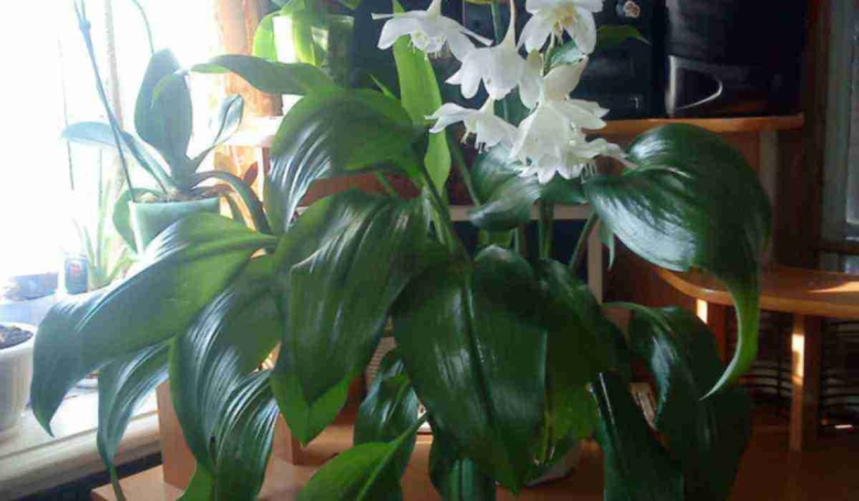 Эухарис Амазонская Лилия