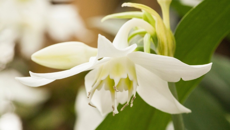 Эухарис амазонская лилия