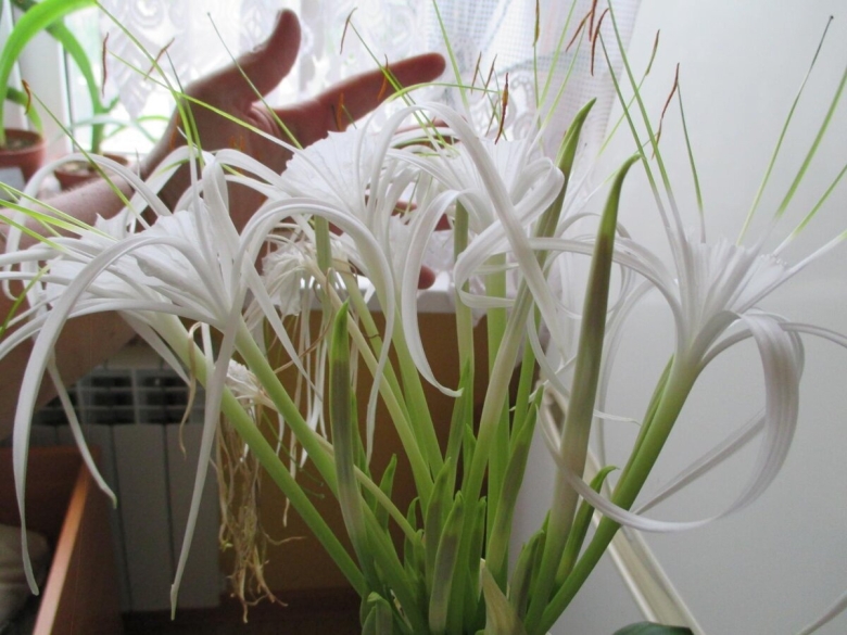 Гименокаллис карибский