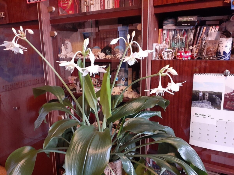 Спатифиллум эухарис цветок