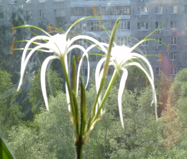 Гименокаллис Лилия Гименокаллис