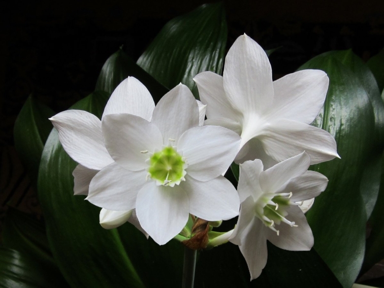 Эухарис Амазонская Лилия