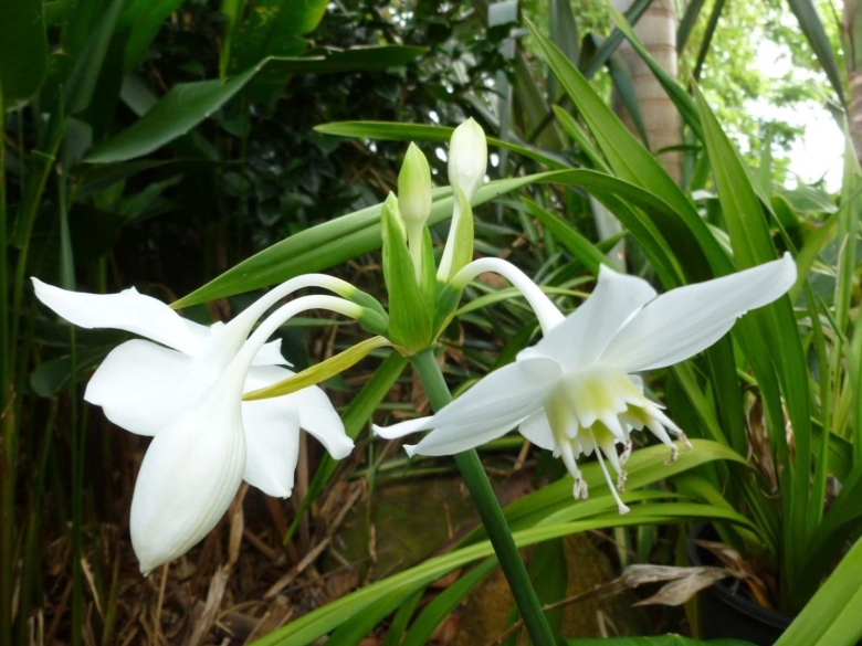 Спатифиллум эухарис