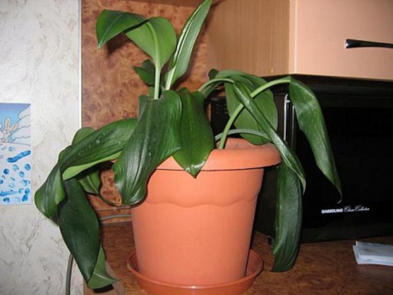 Лилия цветок комнатный эухарис