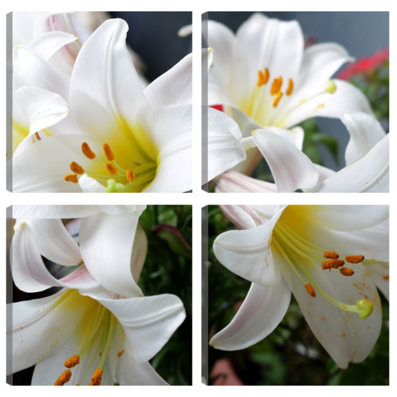 Лилия Королевская белая