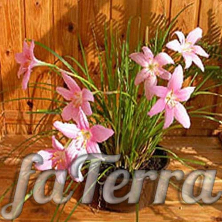 Зефирантес выскочка