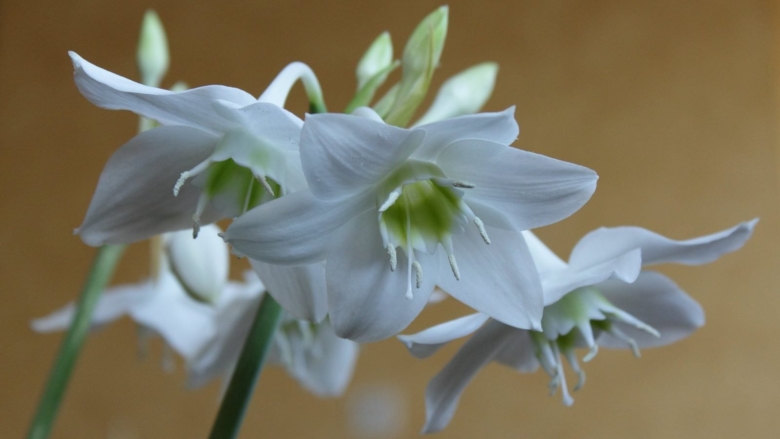 Эухарис растение