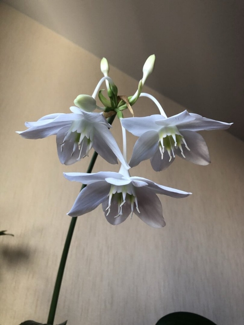 Эухарис цветение